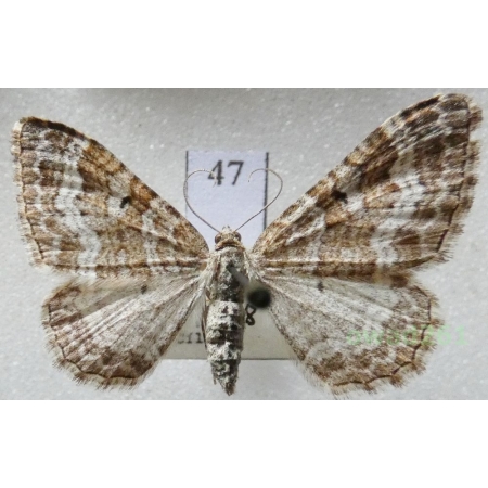 Epirrhoe molluginata (Hübner, 1813) Czech47